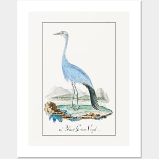 Blue Crane (1777–1786) Posters and Art